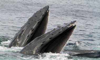Краткая информация о китах Кем является кит зверем или рыбой
