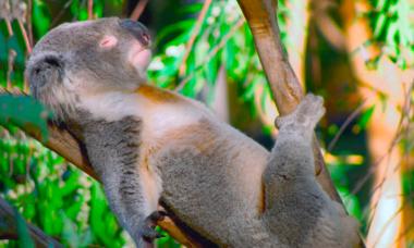 Краткая информация о коале Описание коалы для детей